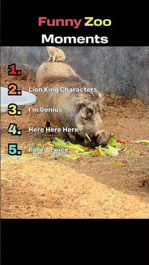 FUNNY ZOO MOMENTS