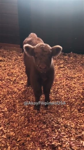 My Son Cleaning Up This Highland Bull’s Stall Highland Bull Care