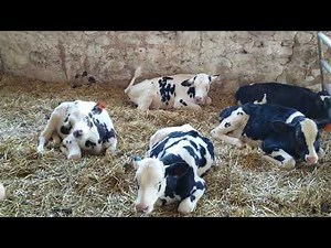 A bottle calf here on the farm cost $2.50 Day for six weeks