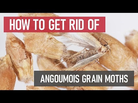 How to Get Rid of Angoumois Grain Moths [DIY Pantry Pest Control]