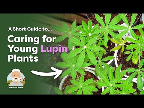 How to Care for Lupins (Potting On & Hardening Off)
