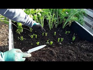 How To Store Your Carrots & Parsnips Over The Winter ♻️ Mulching While In The Ground