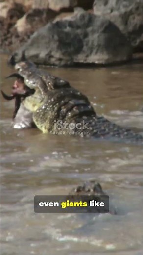 Crocodile Death Roll 🐊 Nature’s Most Terrifying Spin Attack Explained