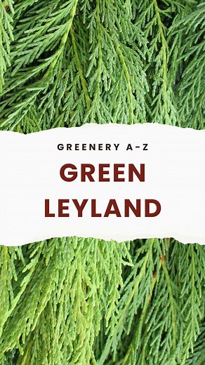 11 reactions | Greenery A-Z  — Green Leyland . . Ever wondered if...