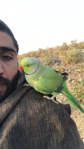 Beautiful Parrot Whistle | Relaxing Nature Sound