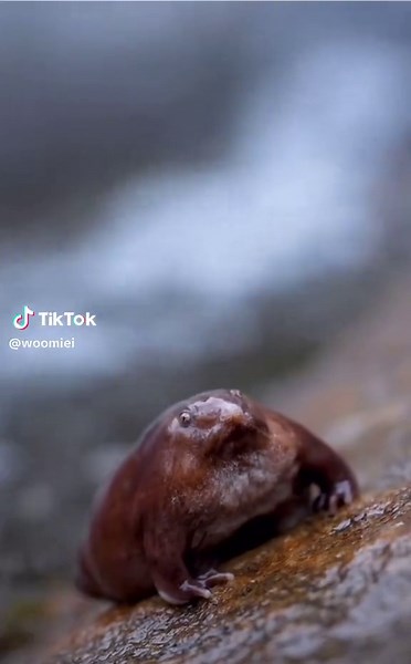 Adorable Frog Compilation | Fun & Cute Frog Videos