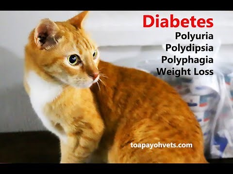 How to give insulin injection to a diabetic cat