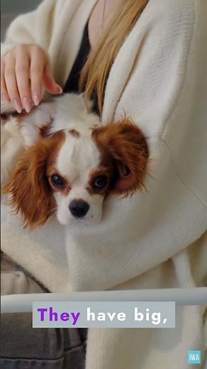 Cavalier King Charles Spaniel 🐶 Royal Dog Breed Facts