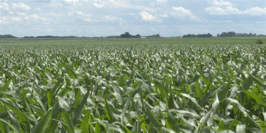 Farmers optimistic about 2025 crop