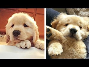 Adorable Golden Puppies Videos That Will Make Your Day Better 100%🐶🐶 🥰| Cute Puppies