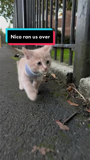 Nearly runned me over 😆🤣 #kittensoftiktok #cutekitten #walkcat #kucing