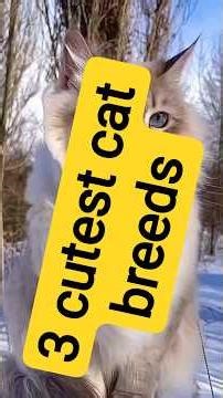 Introducing the three cutest cat breeds.#scottishfold#ragdoll#siberiancat#cutecats#catsofyoutube