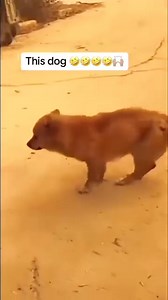 Best dancing dog #pet #dog #dance | Relationship Seekers In Nigeria