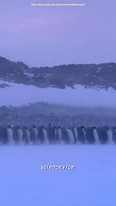 Why Penguins Rule the Cold Penguins don’t just survive the cold… they rule it. 🐧❄️ At temperatures below −60°C, where humans would freeze in minutes, penguins activate their ultimate survival system. A thick layer of fat traps heat. Dense, waterproof feathers block icy winds. And when the cold becomes unbearable, hundreds of penguins form a tight circle — called a huddle. Inside, there’s almost no wind. The temperature rises. And something incredible happens… They keep rotating. Those freezing 