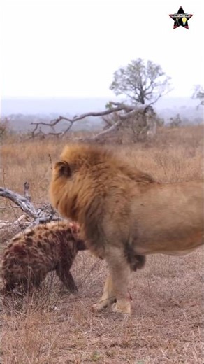 Lion Kills Hyena But Never Eats It – Why?