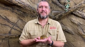 Pac-Man frog facts and jumping adventure!