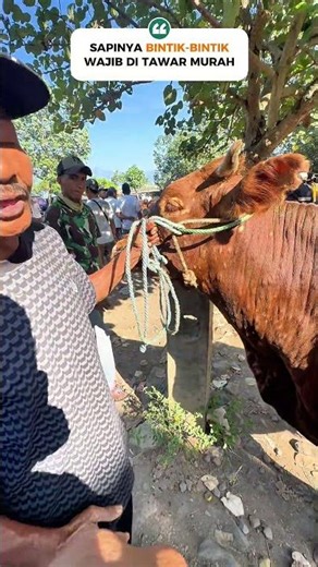 SAPINYA BINTIK-BINTIK😱WAJIB DI TAWAR MURAH #seru #heboh #nawar #sapi #crazy #viral #fyp #murah