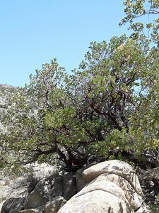 Arctostaphylos glauca - Alchetron, The Free Social Encyclopedia