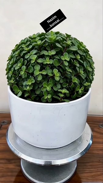 Tutorial on planting a spherical shape for the Jade Plant! #Recycling #JadePlant #PlantingTips