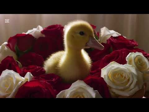 Ducklings Running Through Flowers Fields