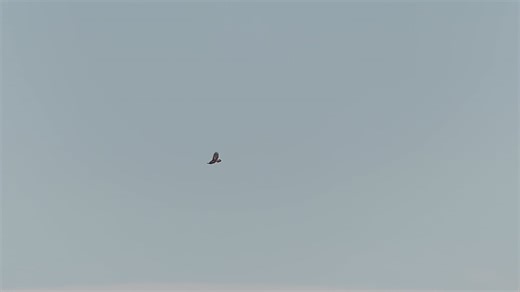 Red Tails and Ravens fighting a Golden Eagle