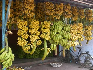 TIM HORTONS - song by Stephen Hereford