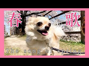 【春の訪れ】愛犬のチワワと桜を花見してきた！ancient white 英語•和訳歌詞付き【The song of spring】歴史じっくり紀行の曲