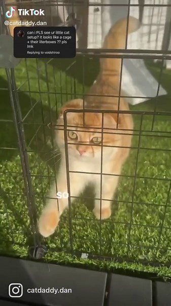 Cat Daddy Dan (@catdaddy.dan)’s videos with original sound - Cat Daddy Dan