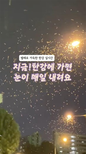 지금 한강에 가면 매일 눈이 내려요 동양하루살이 벌레습격