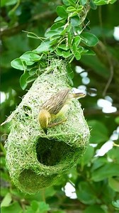 Tiny bird weaving green grass into home bird engineer 0022 #birds #nest #nature