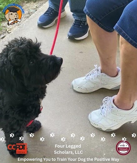Dog Training - Chewing Things Up! - Middlefield OH