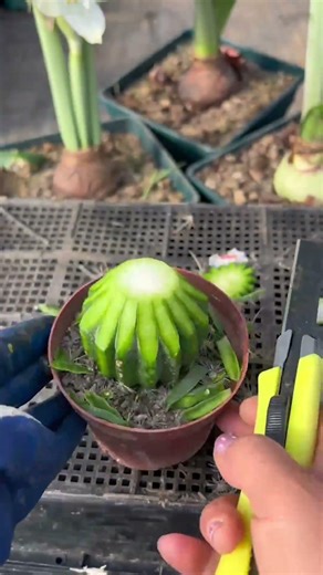 How to Graft Cactus | Easy Step-by-Step Guide