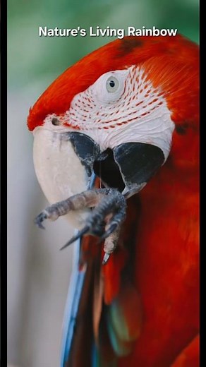 ​Nature’s Living Rainbow 🌈 The Scarlet Macaw #Shorts