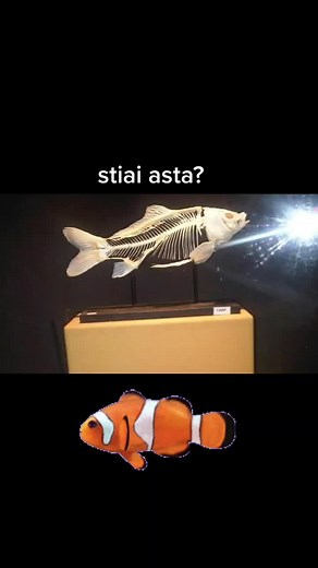 Exploring Fish Skeletons and Clownfish Behavior