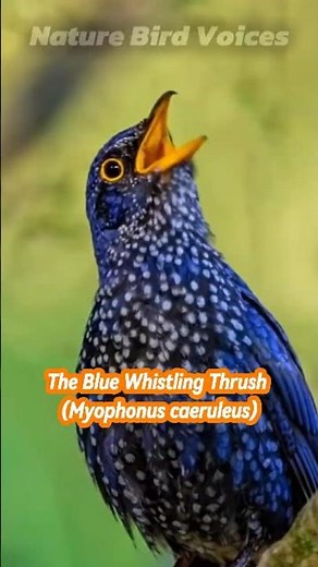 The Blue Whistling Thrush | Myophonus caeruleus #birds #birdsong #birdsounds