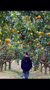 超隱藏版橘子園🍊 季節限定砂糖橘開放採摘，還可以在橘子園裡喝咖啡☕️ #桃園採果 #橘子園 #採橘子 #青山吉田 | 靜怡&大顆呆の親子.旅遊.美食