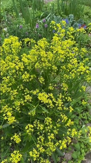 Sustainable Garden Mini-Tour