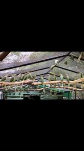 Alexandrine Parrot ❤️ | Birds Community