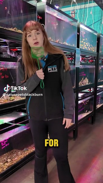 Top 3 Schooling Fish for Your Community Tank