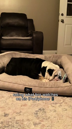 Bro English Bulldog Cartoon on iPad | Funny Dog Videos
