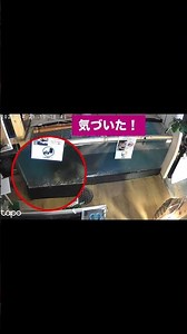日本最大級ワニガメ エサ投下最短記録更新！