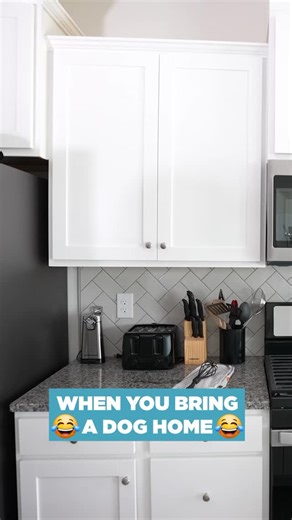 Darryl Mayes ☞ Comedy | WHEN YOU BRING A DOG HOME 🤣 #comedy #funny #skits #funnyvideos #Darrylmayes | Instagram