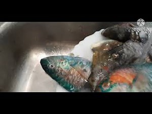 Parrot fish (molmol) Paksiw