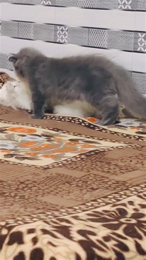 Coco & Bebe fight 😂 #viral #cat #catshorts #viralshorts #shorts #short #viralvideo #viralshort