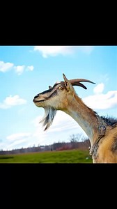 Why Do Goats Have Unusual Eyes? Discover the Facts