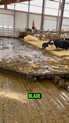 This automatic manure scraper uses a slow-moving steel blade to push waste along barn alleys | Quechua TV