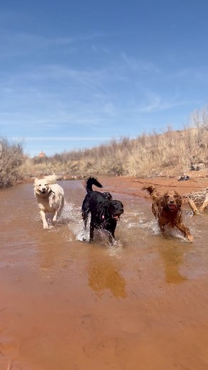 64K views · 2.9K reactions | Why do humans get so much joy and entertainment by watching their pets have the best time in the middle of nowhere? It’s my absolute favorite thing. #dogs #goldenretriever #greatpyrenees #blacklab #aussie #doglover | TMaag Photography | Facebook