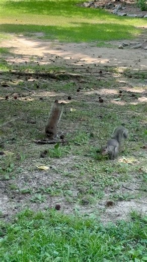 Squabbling squirrels ￼