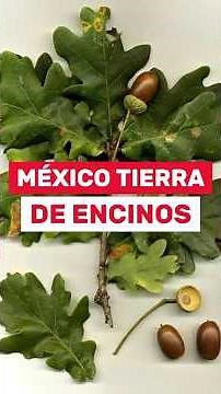 Mexico: Land of Oaks🌳✅‼️ #plants #garden #nativetrees #flowers #oak #quercus #trees