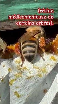 À quoi sert la propolis ? #apiculture #abeilles #propolis